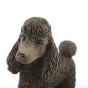 Poodle_Chocolate_Long-Hair-K9Face