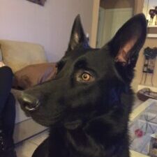 Jaeger-Photo