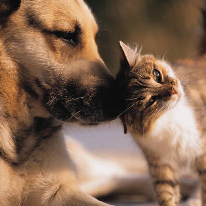 cat-and-dog-1-1024x679