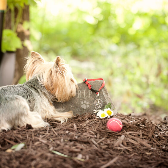 Dog Memorial