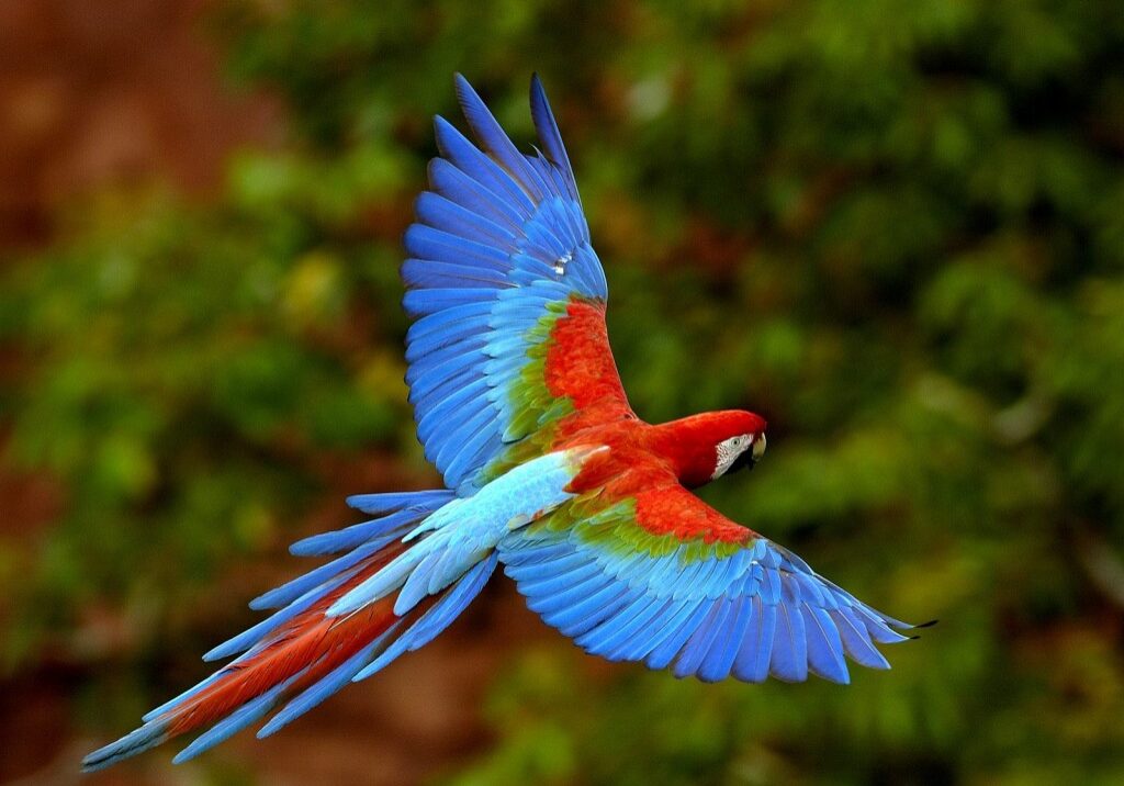 macaw-2