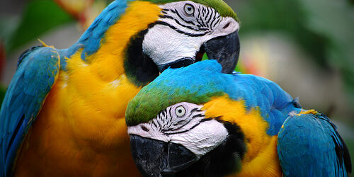 parrots