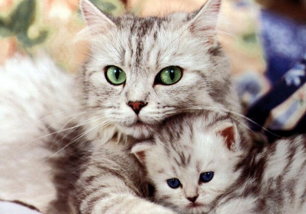 two cats (1)